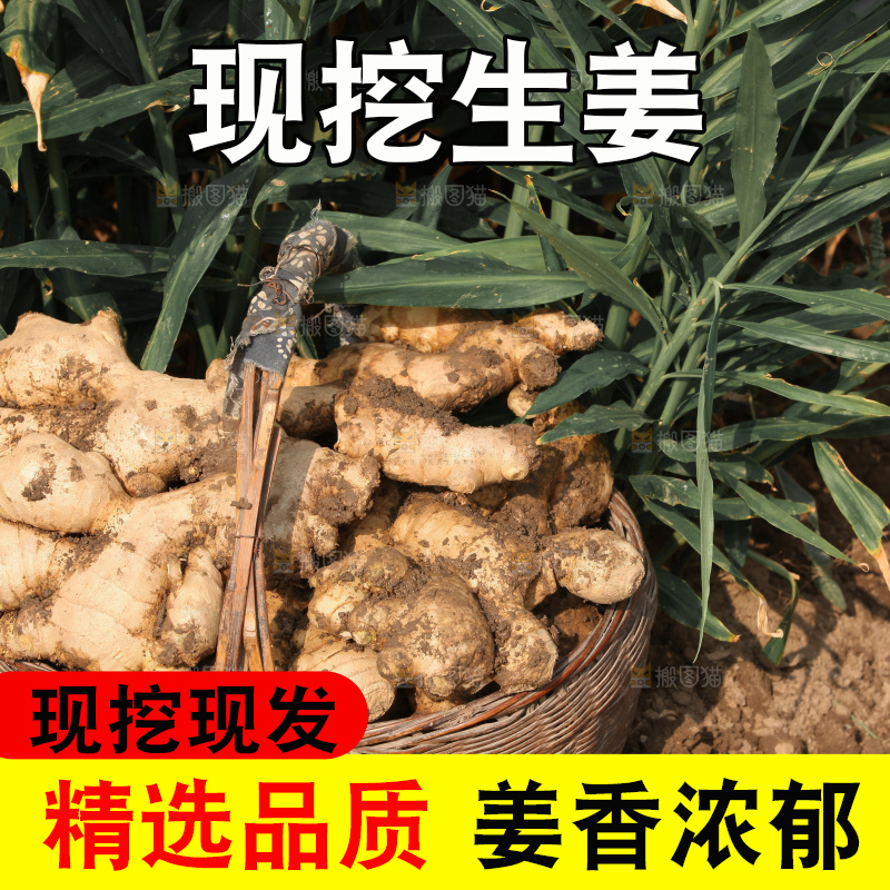 生姜