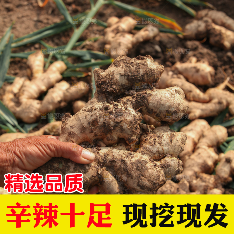 生姜