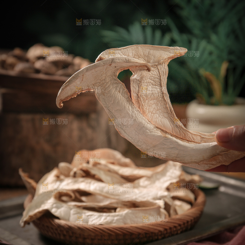 白松茸
