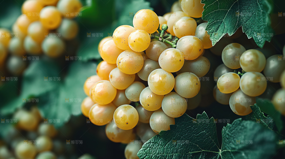 葡萄成熟 葡萄收获 葡萄酒 果农