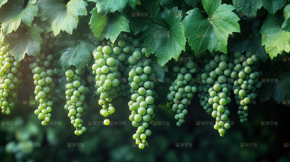 葡萄成熟 葡萄收获 葡萄酒 果农