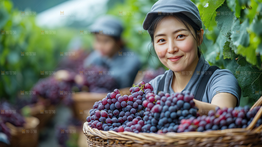 葡萄成熟 葡萄收获 葡萄酒 果农