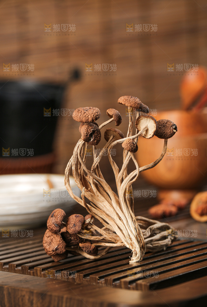 茶树菇