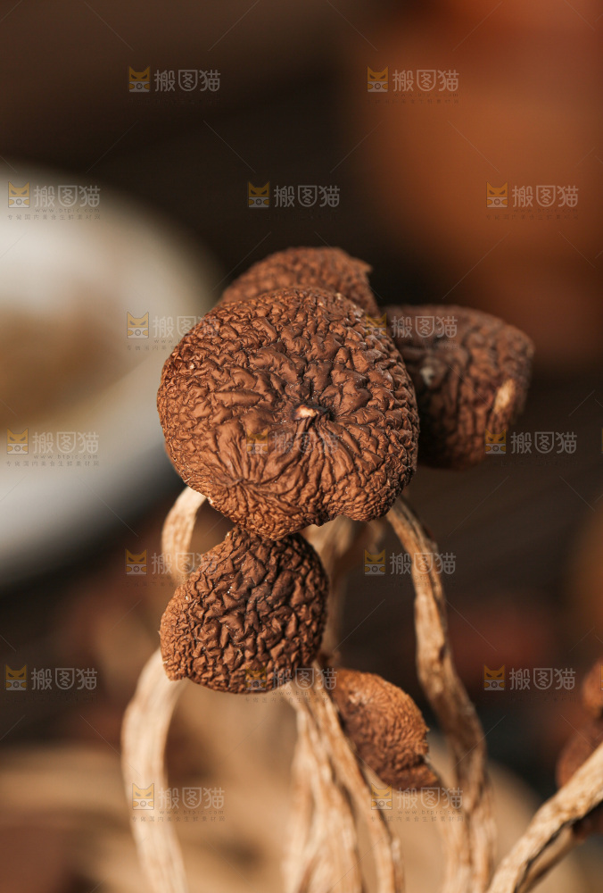 茶树菇