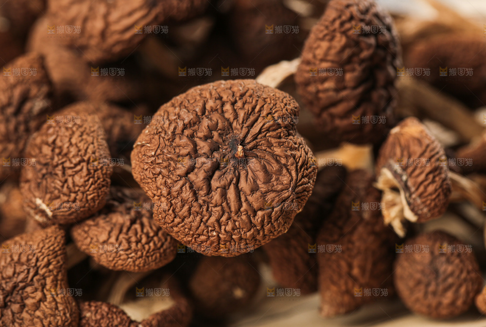 茶树菇
