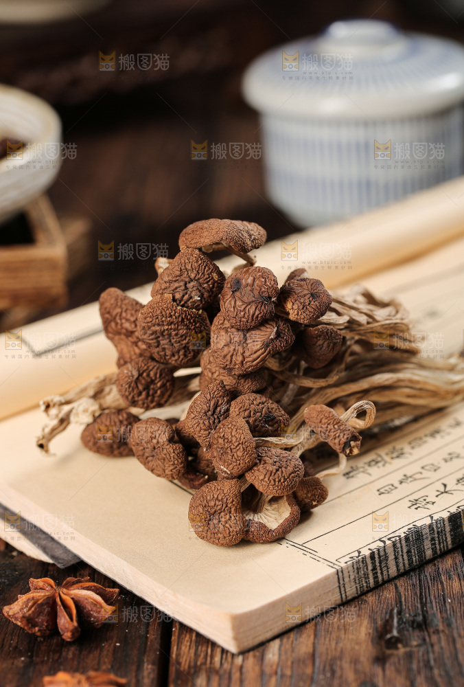茶树菇
