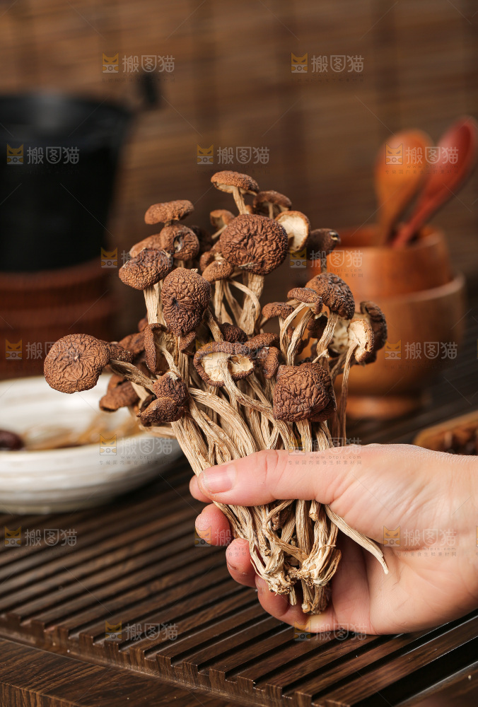 茶树菇