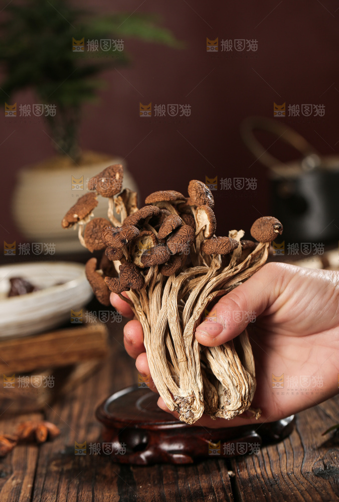 茶树菇