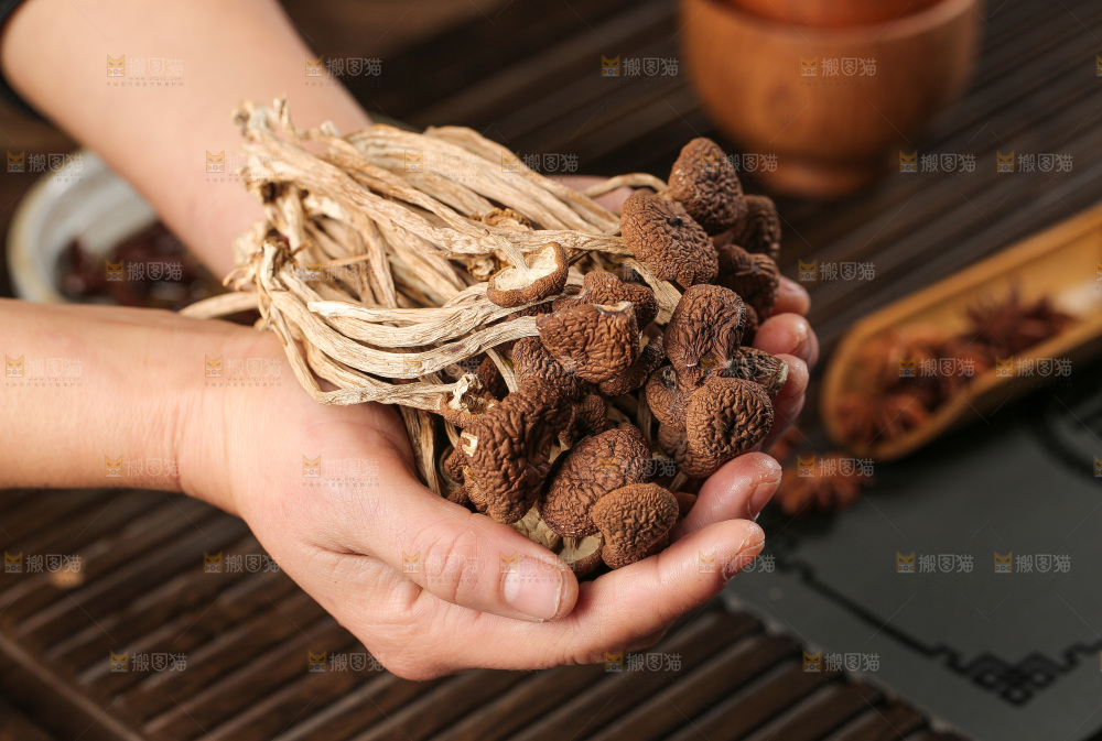 茶树菇