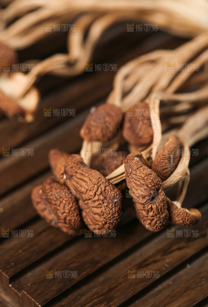 茶树菇