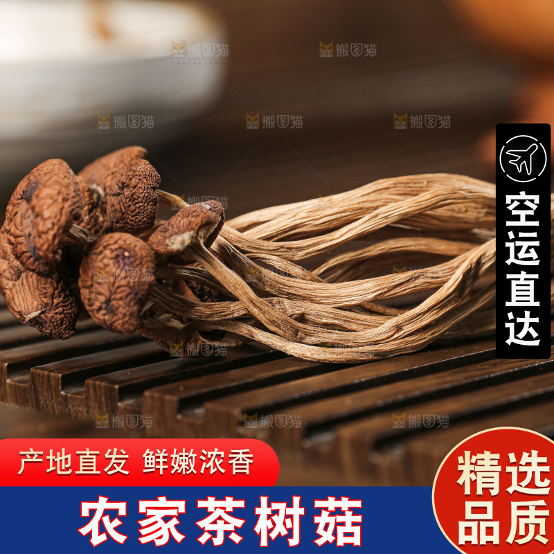 茶树菇