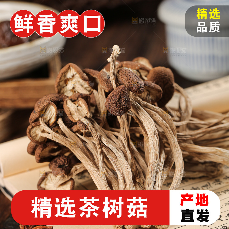 茶树菇