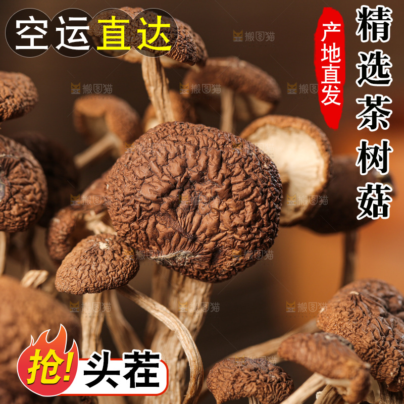 茶树菇