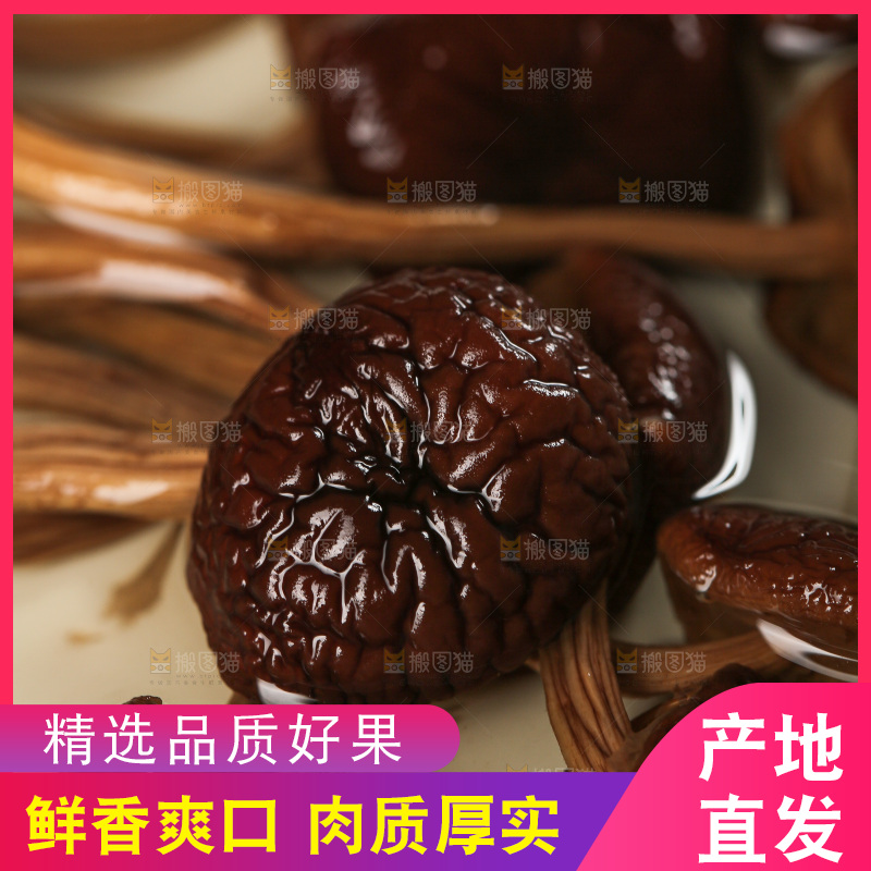 茶树菇