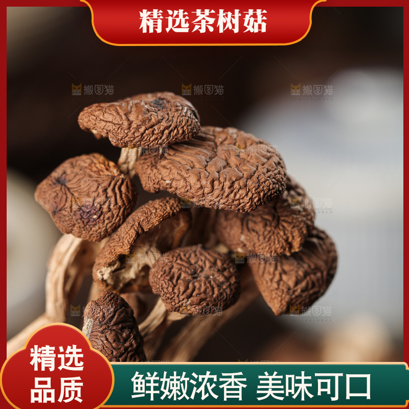 茶树菇