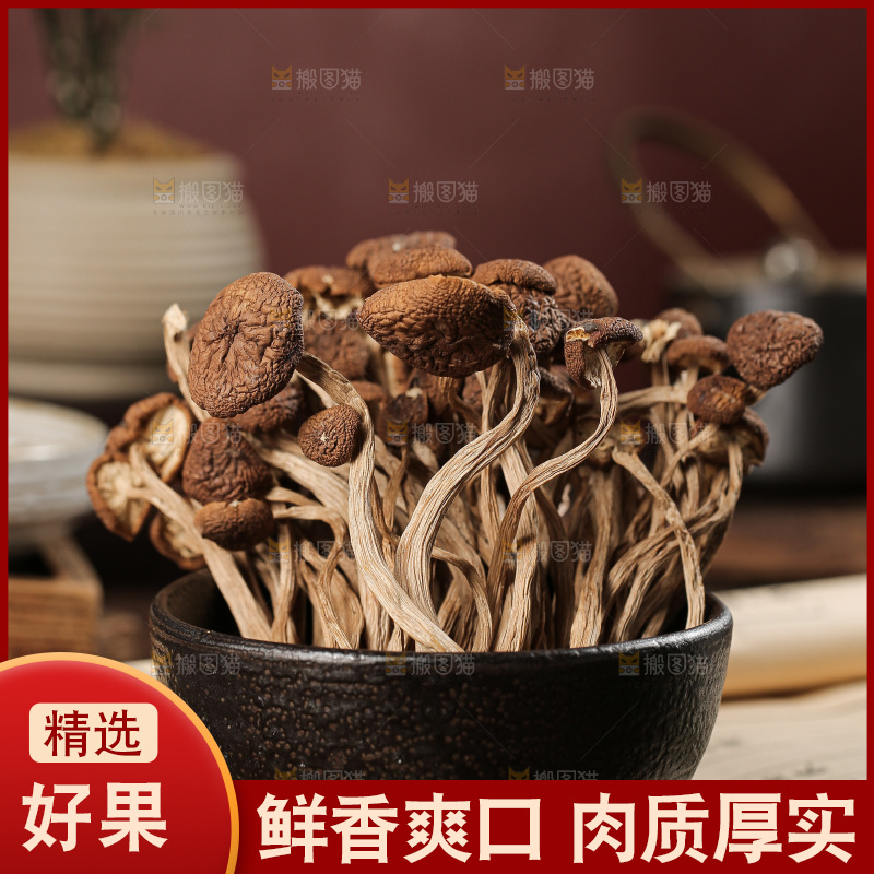 茶树菇