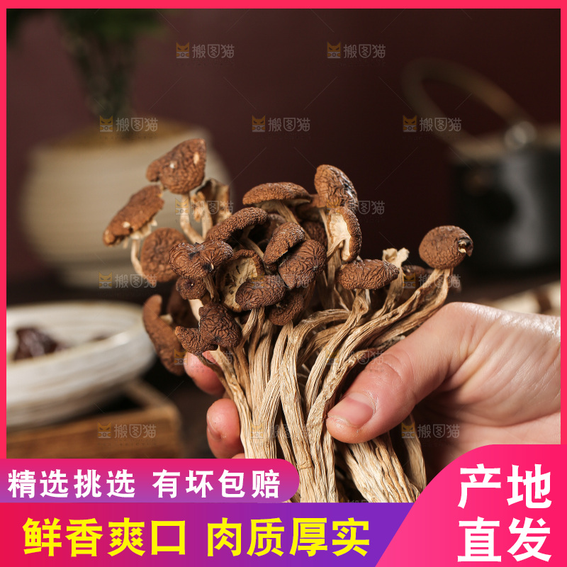 茶树菇