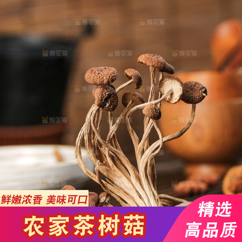 茶树菇