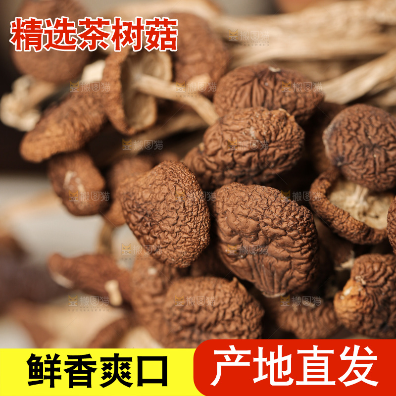 茶树菇