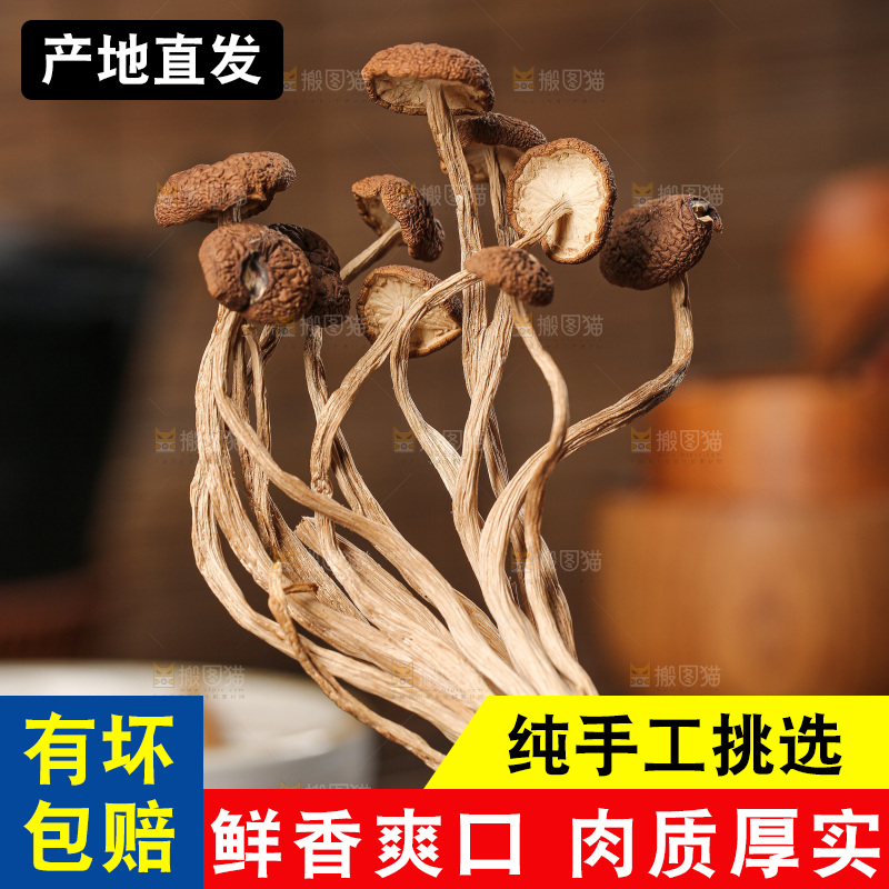 茶树菇