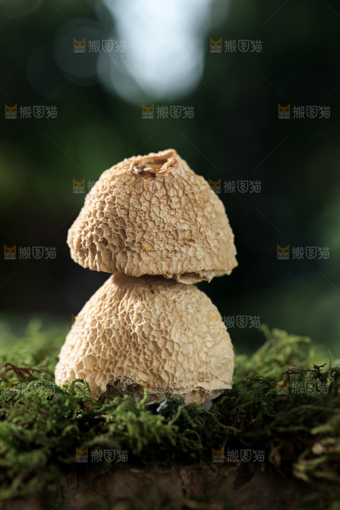 竹毛肚