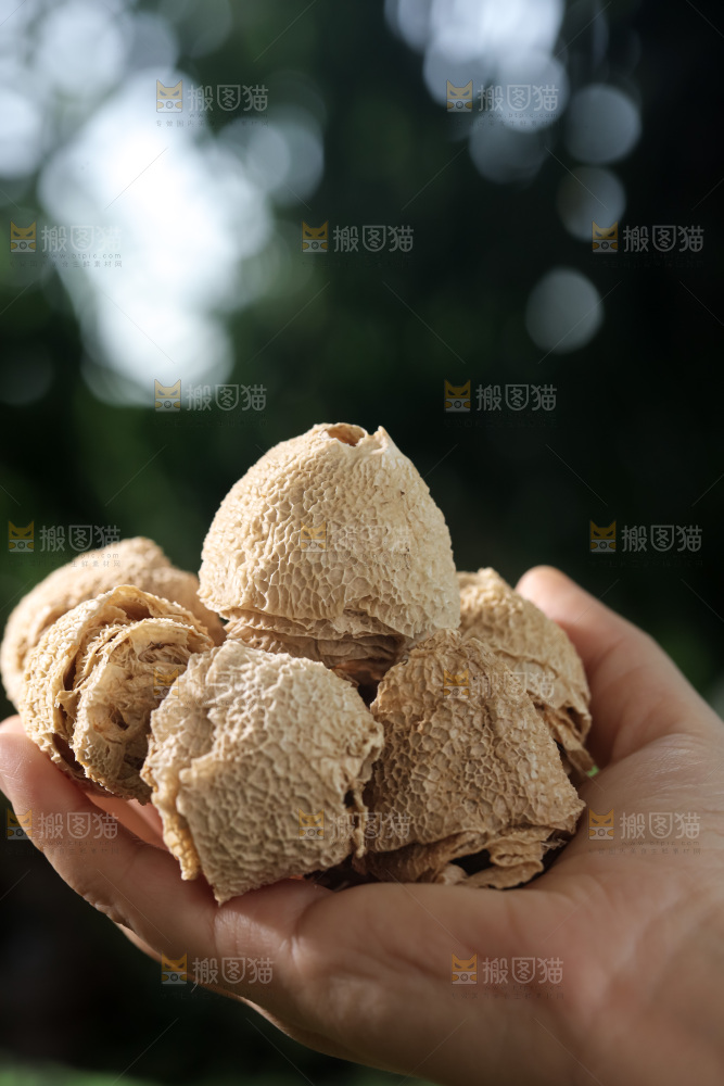 竹毛肚