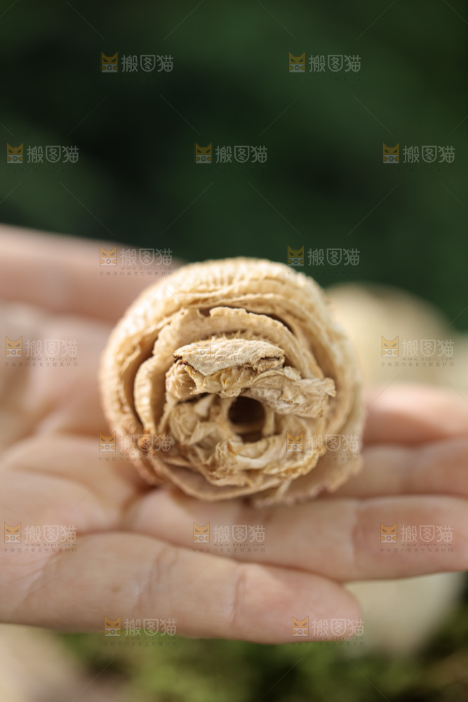竹毛肚