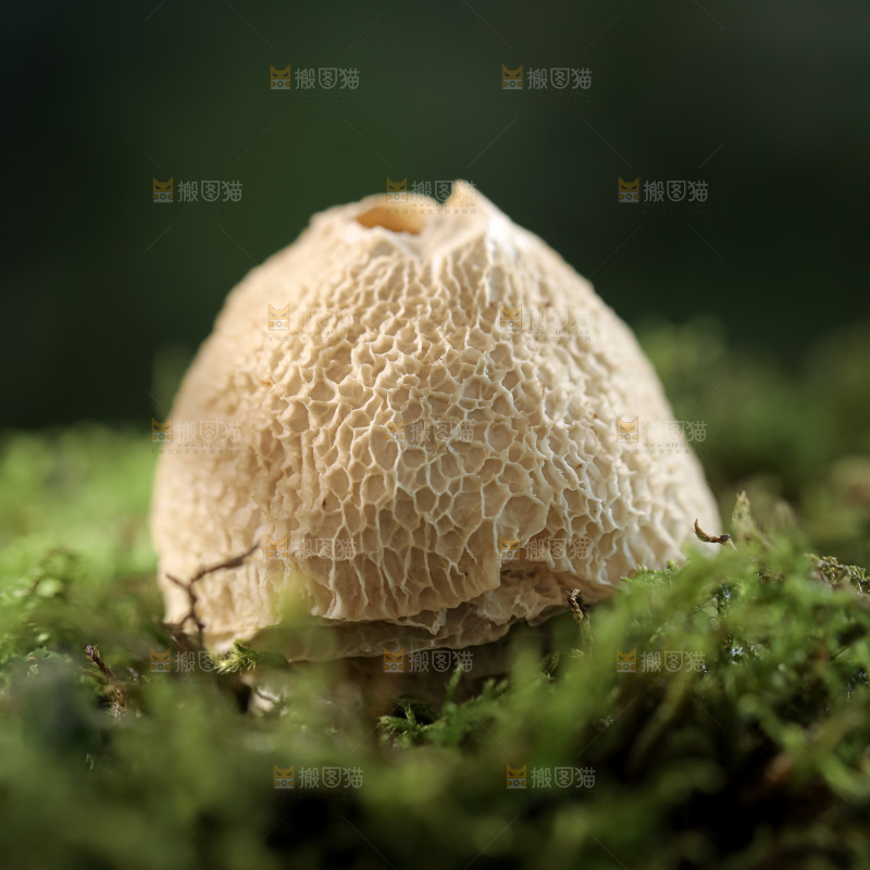 竹毛肚