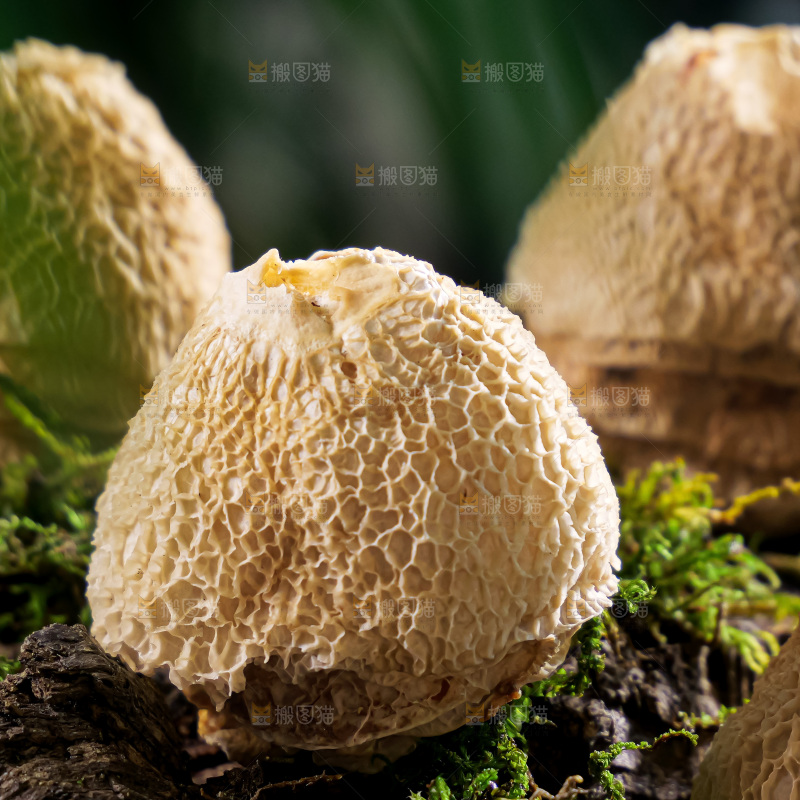 竹毛肚