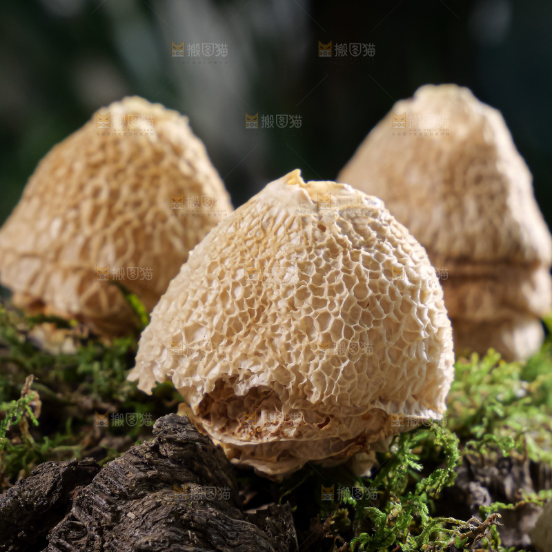 竹毛肚