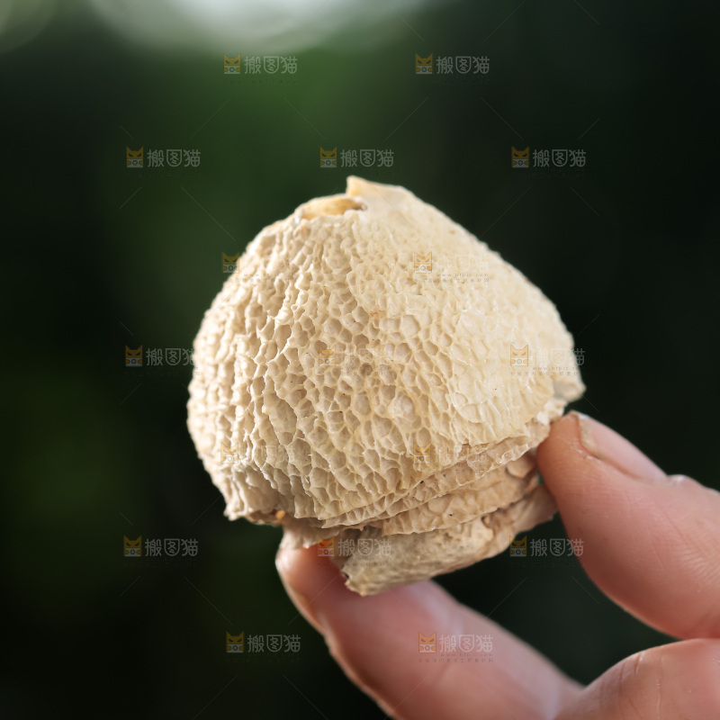 竹毛肚