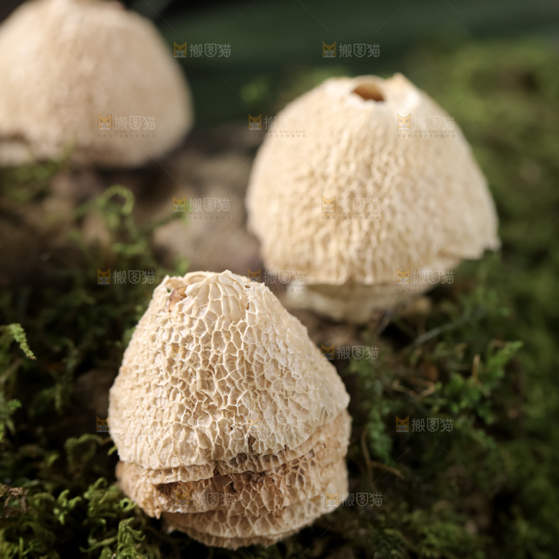 竹毛肚