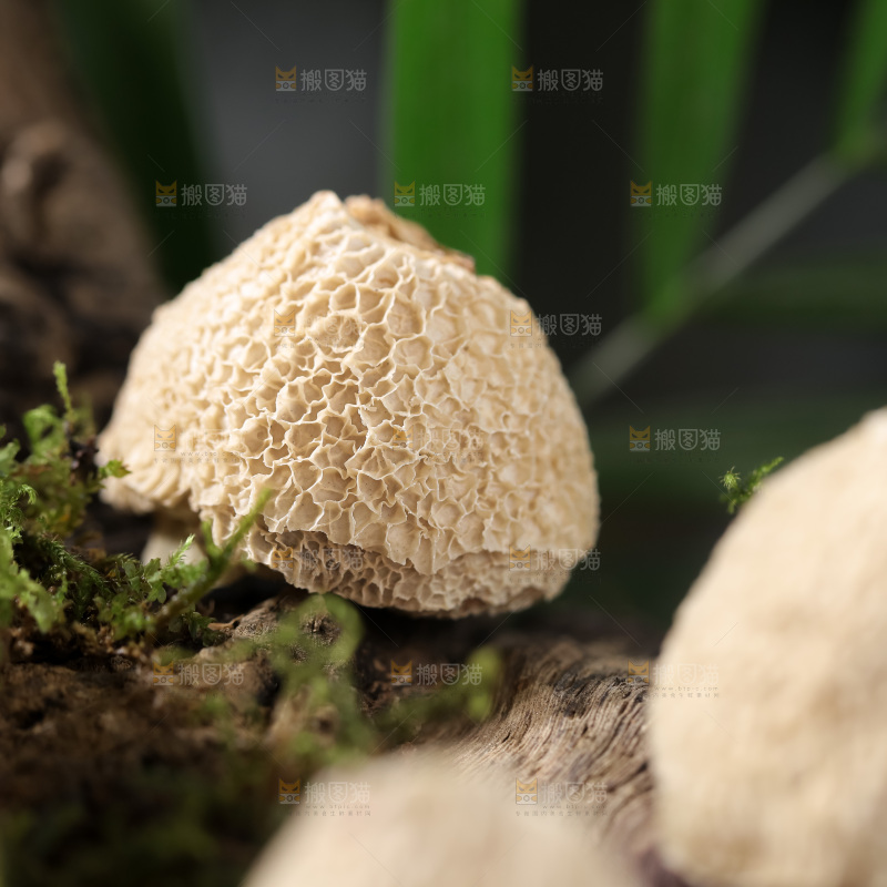 竹毛肚