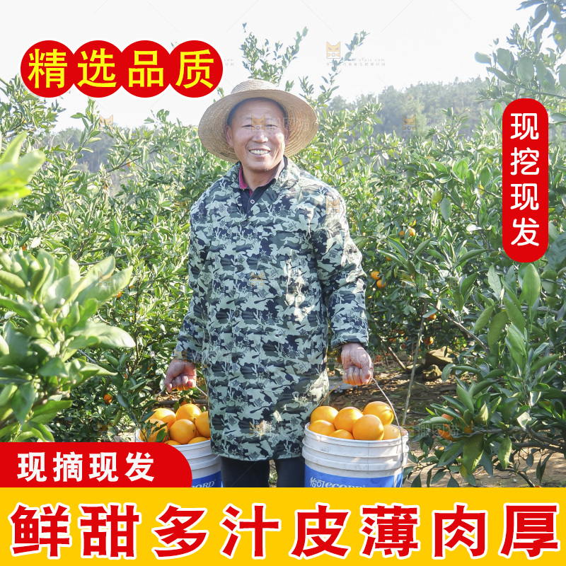 赣南脐橙