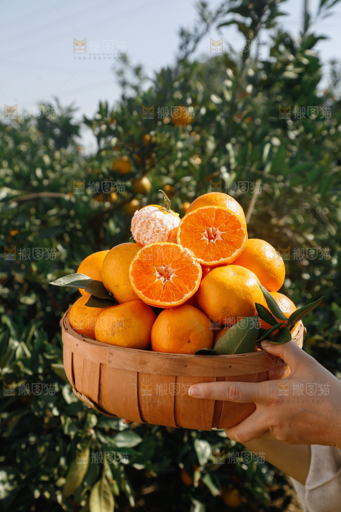 宜昌蜜桔