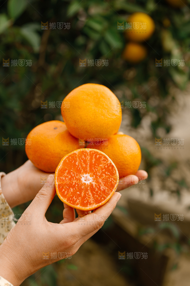宜昌蜜桔