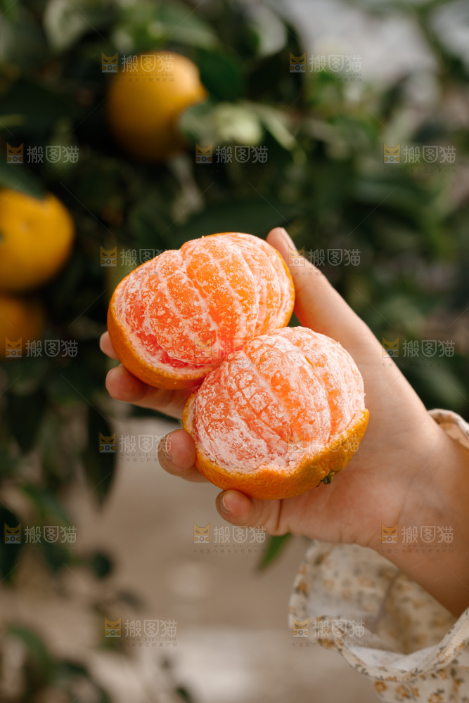 宜昌蜜桔
