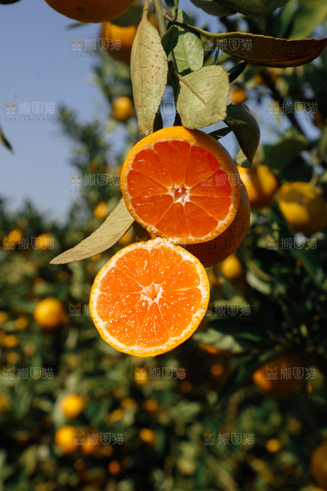 宜昌蜜桔