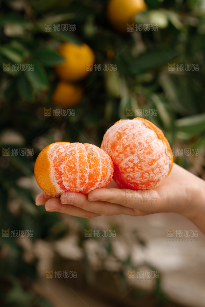 宜昌蜜桔