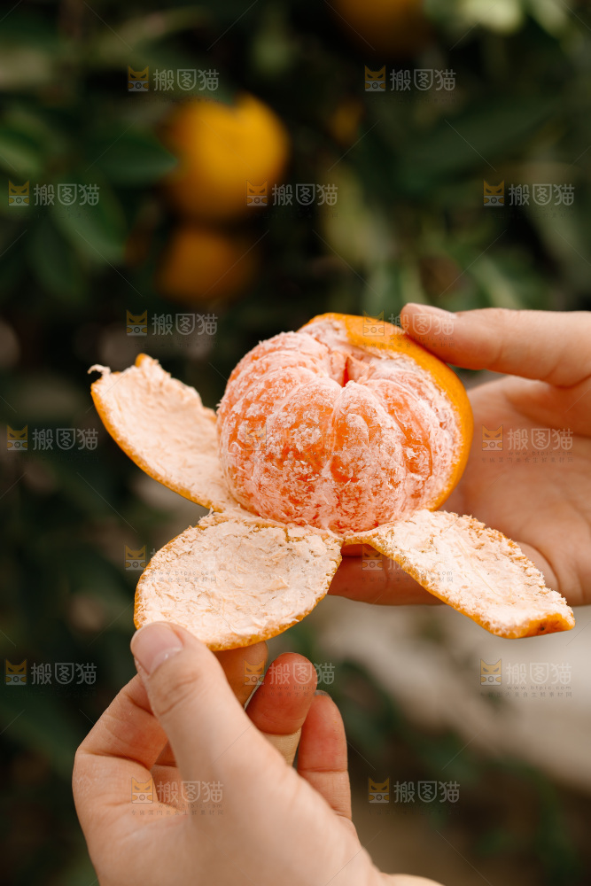 宜昌蜜桔