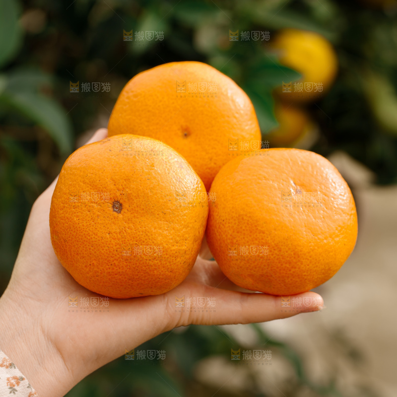 宜昌蜜桔