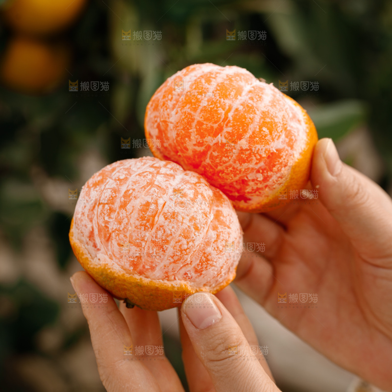 宜昌蜜桔