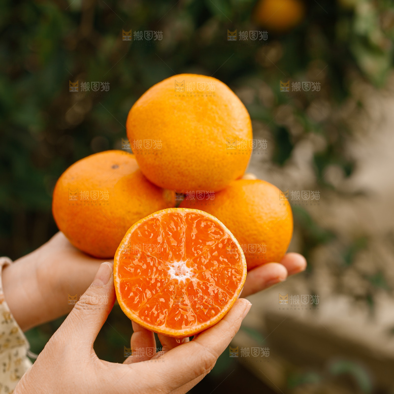 宜昌蜜桔