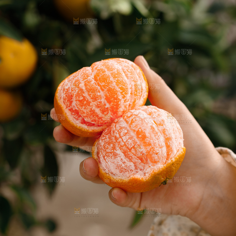 宜昌蜜桔
