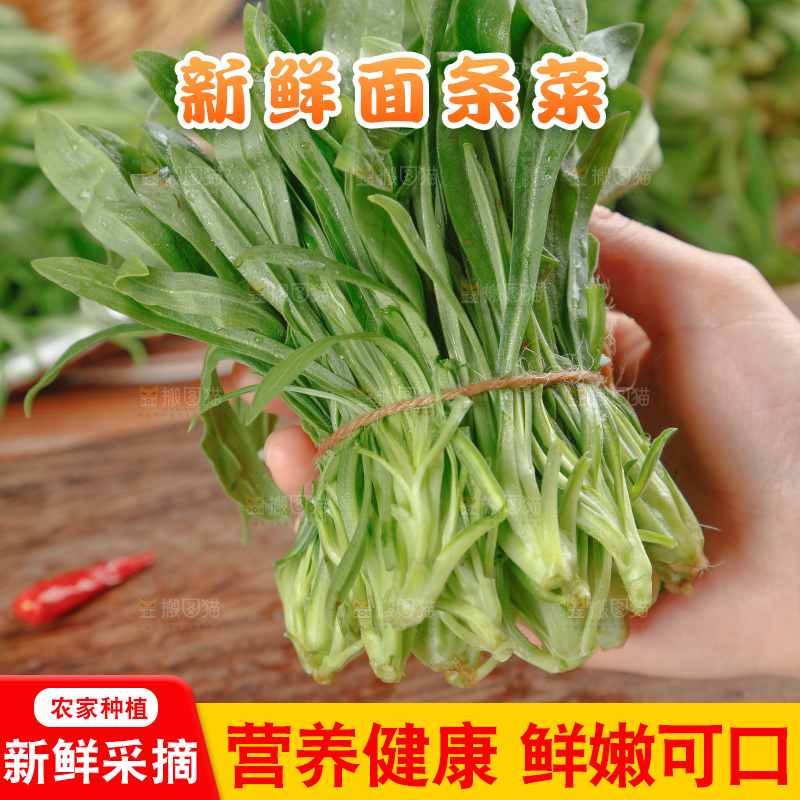 面条菜