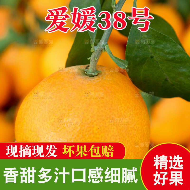 爱媛果冻橙