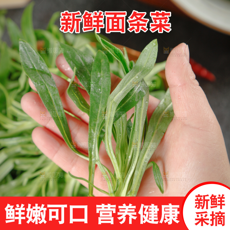 面条菜