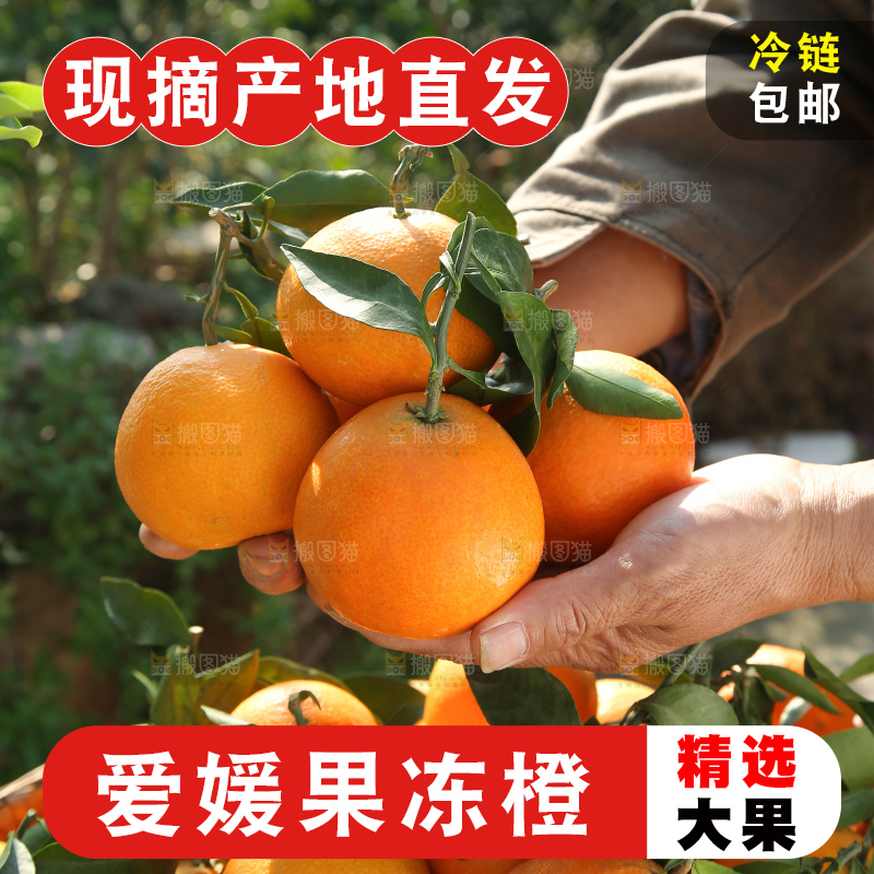 爱媛果冻橙