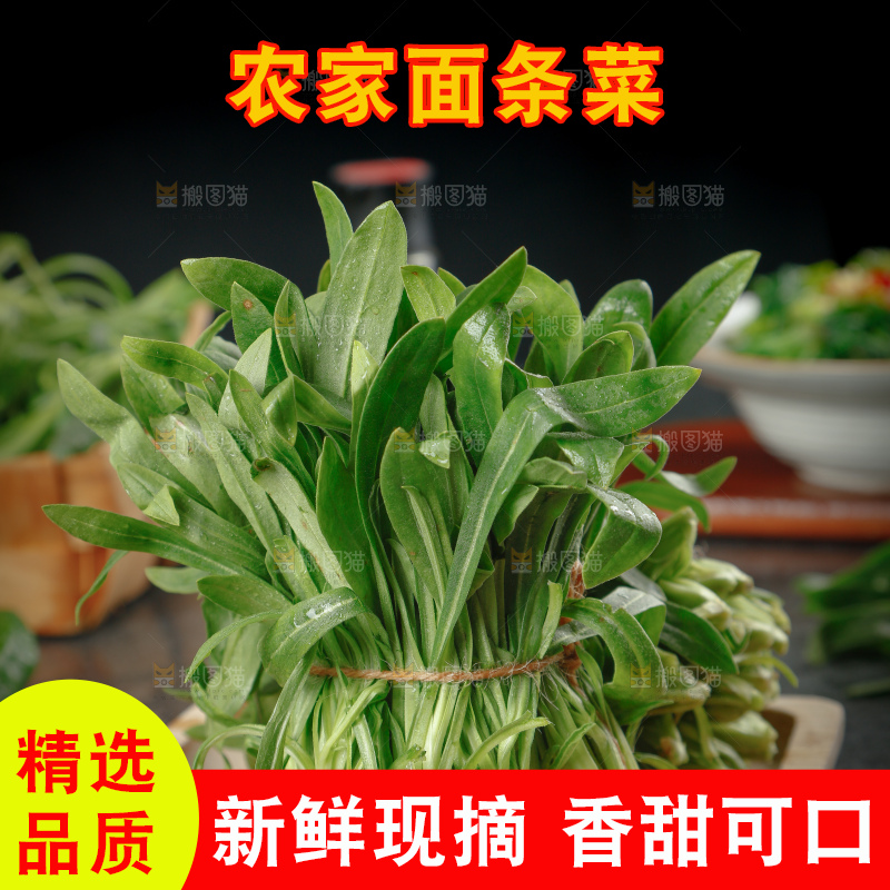 面条菜