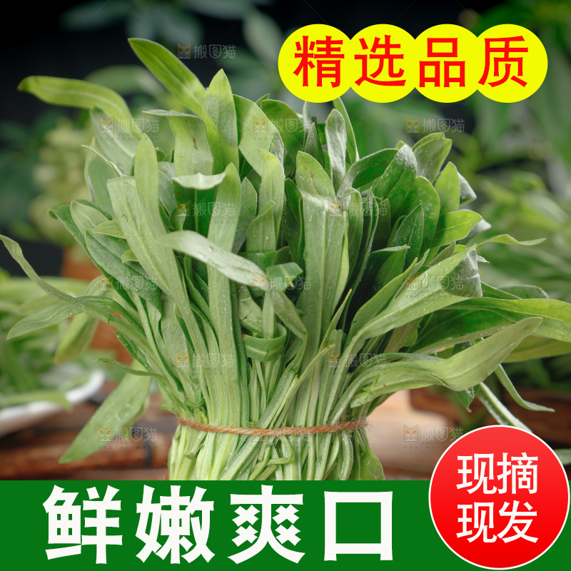 面条菜